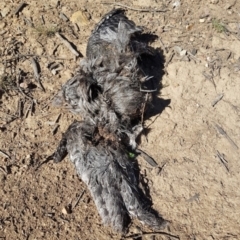 Podargus strigoides (Tawny Frogmouth) at Stirling Park - 22 May 2021 by jpittock