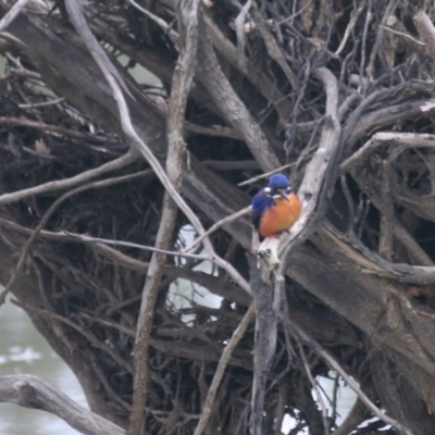 Ceyx azureus (Azure Kingfisher) at Horseshoe Lagoon and West Albury Wetlands - 13 Jun 2021 by Rixon