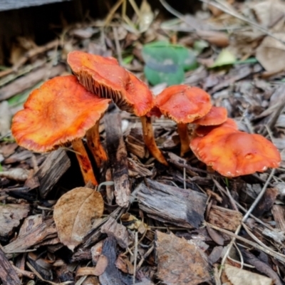 Leratiomyces ceres (Red Woodchip Fungus) at Watson, ACT - 12 Jun 2021 by sbittinger