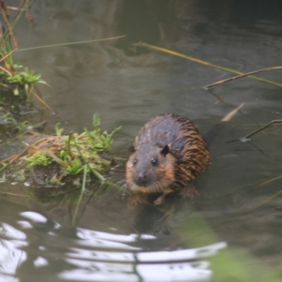 Hydromys chrysogaster (Rakali or Water Rat) at Horseshoe Lagoon and West Albury Wetlands - 13 Jun 2021 by Rixon