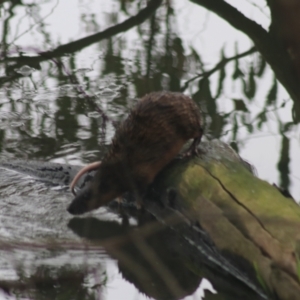 Hydromys chrysogaster at Albury - 13 Jun 2021