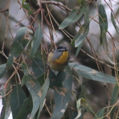 Pardalotus punctatus (Spotted Pardalote) at Horseshoe Lagoon and West Albury Wetlands - 13 Jun 2021 by Rixon