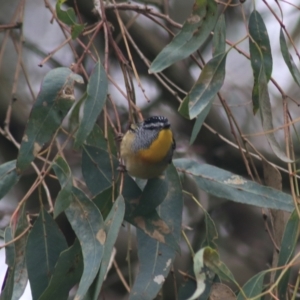 Pardalotus punctatus at Wodonga, VIC - 13 Jun 2021