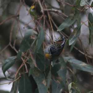 Pardalotus punctatus at Wodonga, VIC - 13 Jun 2021