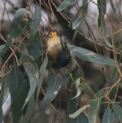 Pardalotus punctatus at Wodonga, VIC - 13 Jun 2021