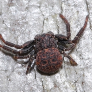 Cymbacha ocellata at Acton, ACT - 13 Jun 2021