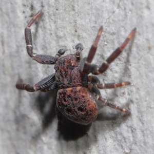 Cymbacha ocellata at Acton, ACT - 13 Jun 2021