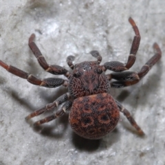 Cymbacha ocellata at Acton, ACT - 13 Jun 2021