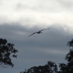 Pelecanus conspicillatus at Throsby, ACT - 13 Jun 2021