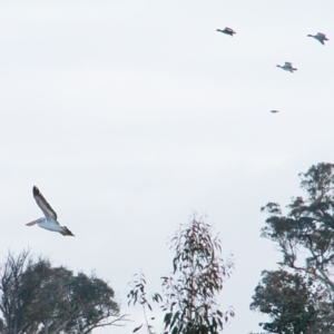 Pelecanus conspicillatus at Throsby, ACT - 13 Jun 2021