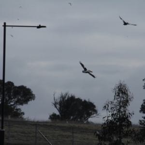 Pelecanus conspicillatus at Throsby, ACT - 13 Jun 2021