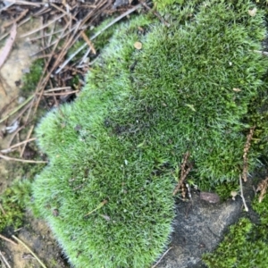 Grimmia sp. at Acton, ACT - 10 Jun 2021