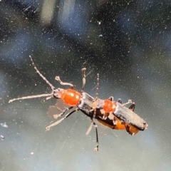 Chauliognathus tricolor (Tricolor soldier beetle) at Acton, ACT - 5 Mar 2021 by JanetRussell