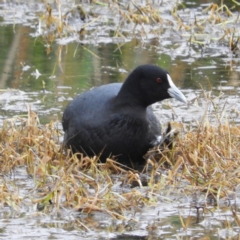 Fulica atra (Eurasian Coot) at Fyshwick, ACT - 12 Jun 2021 by MatthewFrawley