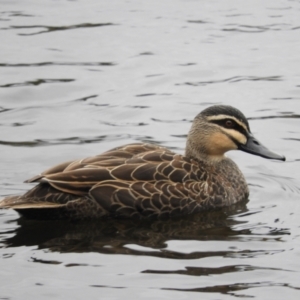 Anas superciliosa at Fyshwick, ACT - 12 Jun 2021