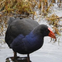 Porphyrio melanotus (Australasian Swamphen) at Fyshwick, ACT - 12 Jun 2021 by MatthewFrawley