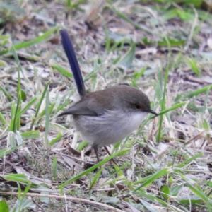 Malurus cyaneus at Fyshwick, ACT - 12 Jun 2021