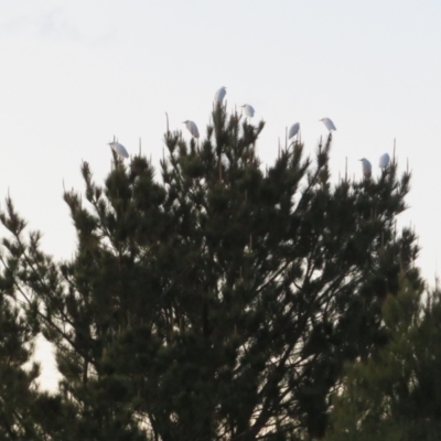 Bubulcus coromandus (Eastern Cattle Egret) at West Belconnen Pond - 13 Jun 2021 by Christine