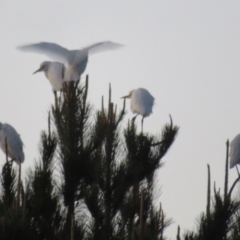 Bubulcus coromandus at Dunlop, ACT - 13 Jun 2021 05:12 PM