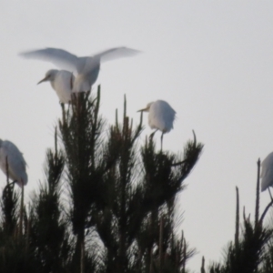 Bubulcus coromandus at Dunlop, ACT - 13 Jun 2021 05:12 PM