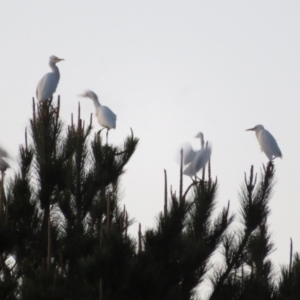 Bubulcus coromandus at Dunlop, ACT - 13 Jun 2021 05:12 PM