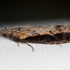 Strepsicrates infensa (an Olethreutine moth) at Melba, ACT - 13 Oct 2020 by Bron