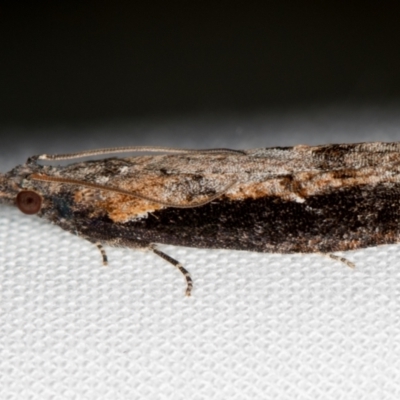 Strepsicrates infensa (an Olethreutine moth) at Melba, ACT - 13 Oct 2020 by Bron