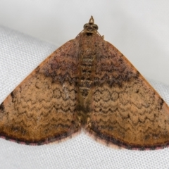 Chrysolarentia mecynata (Mecynata Carpet Moth) at Melba, ACT - 14 Oct 2020 by Bron