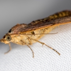 Chrysolarentia mecynata at Melba, ACT - 14 Oct 2020