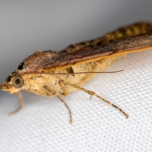 Chrysolarentia mecynata at Melba, ACT - 14 Oct 2020