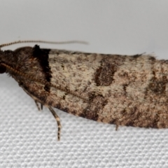 Rupicolana orthias (A tortrix or leafroller moth) at Melba, ACT - 13 Oct 2020 by Bron