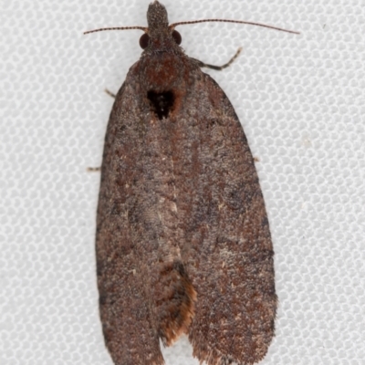 Rupicolana orthias (A tortrix or leafroller moth) at Melba, ACT - 13 Oct 2020 by Bron