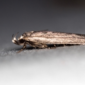 Oecophoridae provisional species 1 at Melba, ACT - 13 Oct 2020