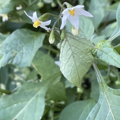 Solanum nigrum (Black Nightshade) at Majura, ACT - 13 Jun 2021 by JaneR