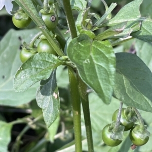 Solanum nigrum at Majura, ACT - 13 Jun 2021