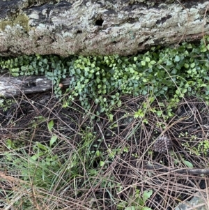 Asplenium flabellifolium at Majura, ACT - 13 Jun 2021