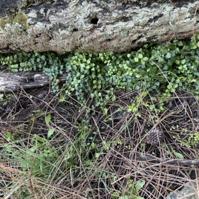 Asplenium flabellifolium (Necklace Fern) at Mount Majura - 13 Jun 2021 by JaneR