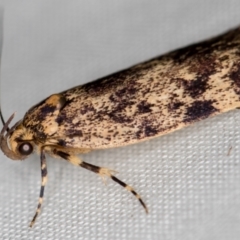 Barea codrella (A concealer moth) at Melba, ACT - 11 Oct 2020 by Bron