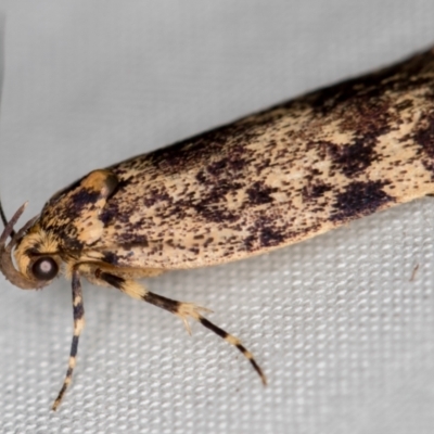 Barea codrella (A concealer moth) at Melba, ACT - 11 Oct 2020 by Bron