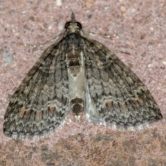 Microdes squamulata (Dark-grey Carpet) at Melba, ACT - 11 Oct 2020 by Bron