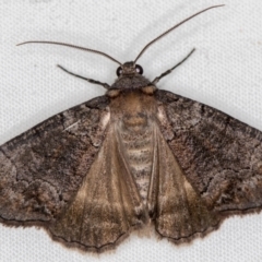 Dysbatus undescribed species (A Line-moth) at Melba, ACT - 11 Oct 2020 by Bron