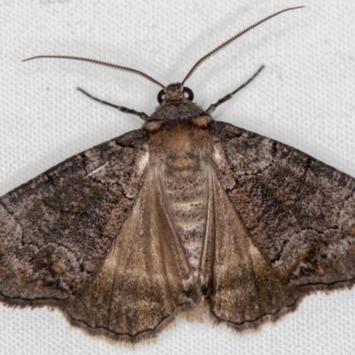 Dysbatus undescribed species (A Line-moth) at Melba, ACT - 11 Oct 2020 by Bron