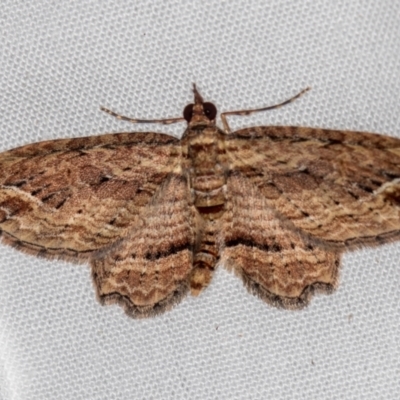 Chloroclystis filata (Filata Moth, Australian Pug Moth) at Melba, ACT - 11 Oct 2020 by Bron