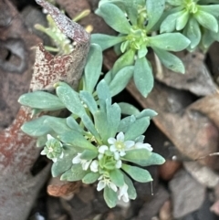 Poranthera microphylla (Small Poranthera) at Kowen, ACT - 13 Jun 2021 by JaneR