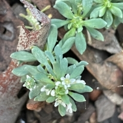 Poranthera microphylla (Small Poranthera) at Kowen Escarpment - 13 Jun 2021 by JaneR