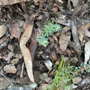 Poranthera microphylla at Kowen, ACT - 13 Jun 2021 04:29 PM