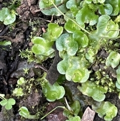 Lunularia cruciata (A thallose liverwort) at Kowen, ACT - 13 Jun 2021 by JaneR