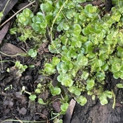 Lunularia cruciata at Kowen, ACT - 13 Jun 2021 04:04 PM