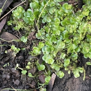 Lunularia cruciata at Kowen, ACT - 13 Jun 2021