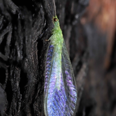 Mallada traviatus (Goldeneye Lacewing) at ANBG - 10 Jun 2021 by TimL